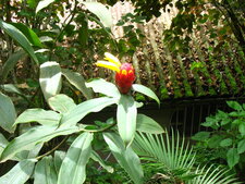 Plante inconnue