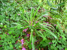Phalangère, tradescantia et bananier