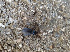 Carabe embrouillé, Carabus intricatus