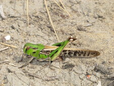 Criquet migrateur, Locusta migratoria ssp