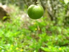 Citron