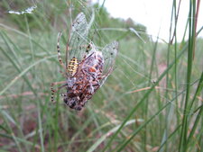 Araignée Argiope bruennichi