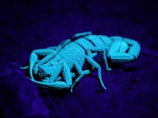 Scorpion sous une lampe UV