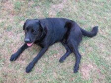 Canis familiaris A.K.A. "Baloo", chien labrador