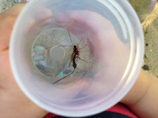 Ichneumon