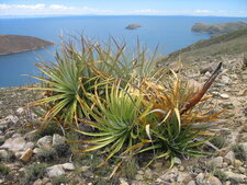 Aloès 
