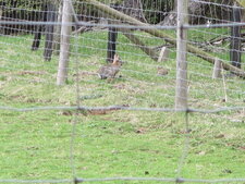 Lapin de garenne 