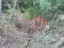 Tigre de Sumatra
