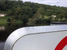 Demoiselle