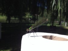 Demoiselle