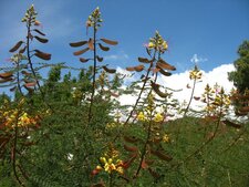 Caesalpinia gilliesii, oiseau du paradis