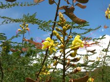 Fleurs et graines de Caesalpinia gilliesii