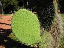 Figuier de Barbarie, Opuntia ficus-indica