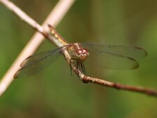 Libellule 