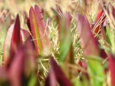 Griffes de sorcière - Carpobrotus