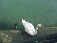Cygne