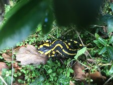 Salamandre