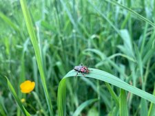 Cantharide, Cantharis Fusca - 2