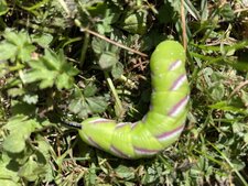 Chenille de Sphinx