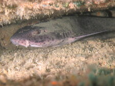 Grande roussette, Scyliorhinus stellaris