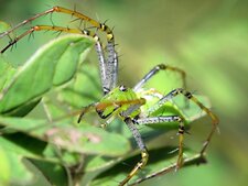 Peucetia sp.