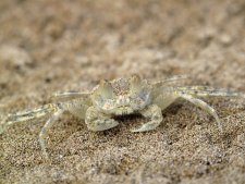 Crabe-fantôme Ocypode sp.