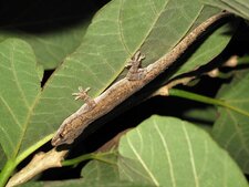 Gekko (Hemidactylus ?)