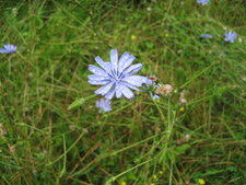 Chicorée sauvage, Cichorium intybus