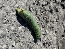 Chenille sphinx