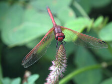 Libellule (Anisoptera)