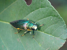 Coléoptère Apateum comorica