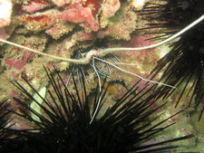Langouste peinte (Panulirus versicolor)