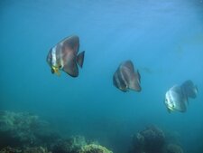 Plataxs (Platax teira)