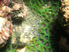 Zoanthus sociatus