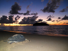 Tortue verte (Chelonia mydas)