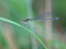 Demoiselle