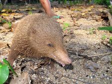 Tangue (Tenrec ecaudatus)