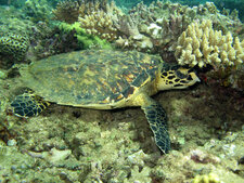 Tortue imbriquée (Eretmochelys imbricata)