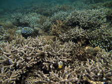 Récif de corail (Acopora sp.)