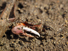 Crabe violoniste (Uca sp.)