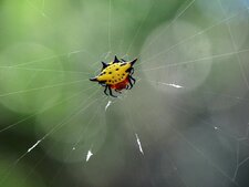 Araignée Gasteracantha sp.