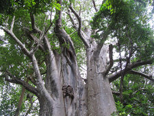 Baobab (Adansonia digitata)