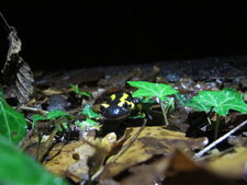 Salamandre tachetée