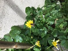 Ficaire (ficaria) butinée par un syrphe (déguisé en abeille printanière)