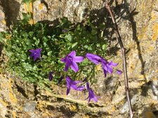 Campanule des murailles