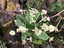 Primevère - Primula vulgaris