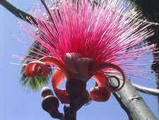 Bombax ellipticum