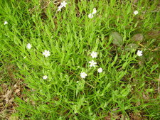 Stellaire holostée