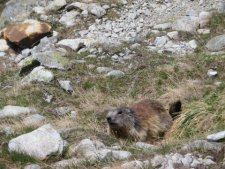 Marmotte des Alpes (Marmota Marmota)