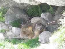 Marmotte des Alpes (Marmota Marmota)
